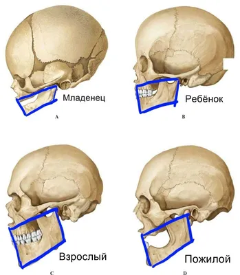 Читать статья №3: направления изучения анатомии человека от Логосферы на  medpublishing