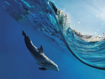 [62+] Фото дельфинов под водой фото