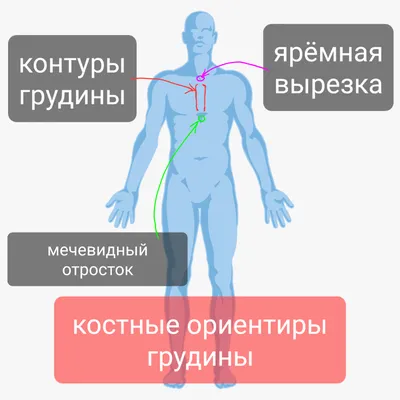 Органы Грудной Клетки Человека С Легких И Сердца — стоковые фотографии и  другие картинки Синий - Синий, Человеческое тело, Торс - iStock