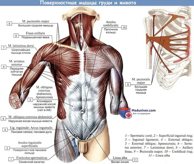 Грудная стенка и молочная железа : нормальная анатомия | e-Anatomy