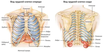 Грудина — ключ к дисфункциям средостения и грудной клетки