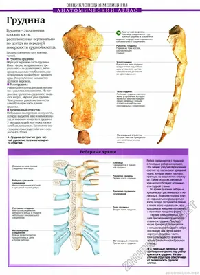 Грудина. | Заметки спортивного врача. | Дзен