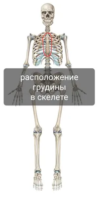 Анатомия человека. Строение и расположение внутренних органов человека.  Органы грудной клетки, брюшной полости, органов мало… | Анатомия человека,  Анатомия, Человек