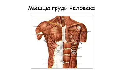 Анатомия скелеты и черепа - Анатомия грудной клетки человека, ANTM_0212 |  3D модель для ЧПУ станка