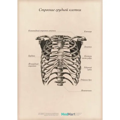 Электрический массаж женской груди, устройство для увеличения груди,  имитирующее технологию массажа человека,Диаметр чашки 13,5 см - купить с  доставкой по выгодным ценам в интернет-магазине OZON (1294769729)