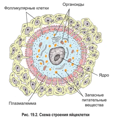 Фото яйцеклетки человека