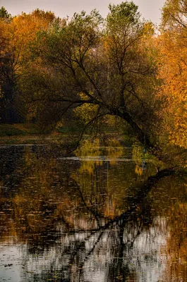 Виллоу в септембре, зелёная ивы возле воды Стоковое Фото - изображение  насчитывающей некоторые, находятся: 161652780
