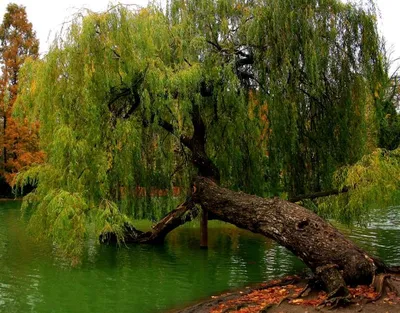 Дерево ивы возле воды озера Стоковое Фото - изображение насчитывающей  погода, сезон: 170788276