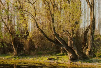 Ивы у реки» картина Миргород Ирины маслом на холсте — купить на ArtNow.ru