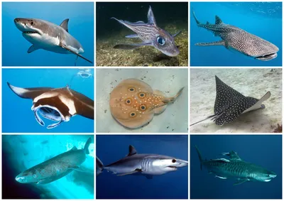 Хрящевые рыбы: видовое разнообразие | Удоба - бесплатный конструктор  образовательных ресурсов