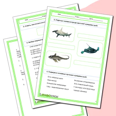 Медико-биологическая оценка жира печени акул - Российская натуральная  косметика и товары для здоровья Pantika