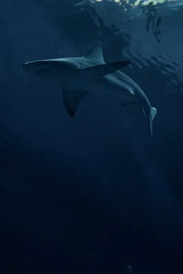 Неизвестную \"улыбающуюся\" акулу выловил рыбак у берегов Австралии