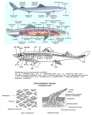 30. Рыбы. Класс Лучепёрые рыбы: внешнее строение, скелет и мускулатура.
