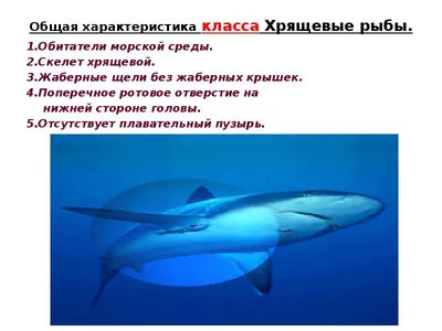 Акула свежемороженая ❤️ доставка на дом от магазина Zakaz.ua