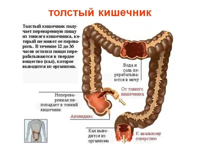 Анатомия человека: Толстая кишка. Строение толстой кишки. Стенки толстой  кишки