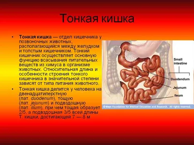 Рак толстой кишки, симптомы при карциноме толстой кишки