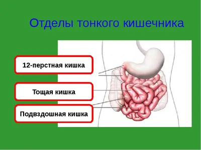 Врачи нашли в кишечнике мужчины живую жужжащую муху: Люди: Из жизни:  Lenta.ru