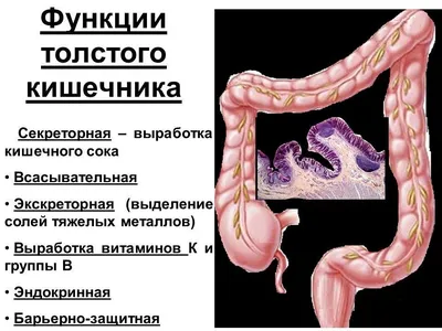 Модель анатомии толстой кишки человека стоковое фото ©AnatomyInsider  129012582