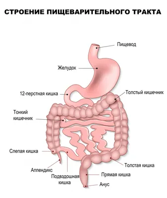 Колоректальный рак