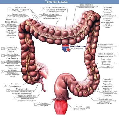 Анатомия Толстой Кишки Человека — стоковые фотографии и другие картинки  Кишечник - Кишечник, Ободочная кишка, Прямая кишка - iStock