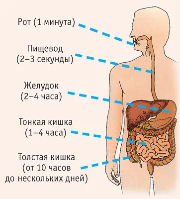 Забитый кишечник прямая дорога к инсульту. Не зря Китайцы кишечник называют  втором мозгом. Прислушивайтесь к своему организму… | Instagram