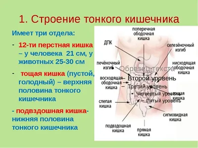 Анатомия человека: Кровоснабжение толстой кишки. Иннервация толстой кишки.  Кровоснабжение, иннервация червеобразного отростка (аппендикса, апендикса).  Лифатические узлы и пути лимфооттока от толстой кишки