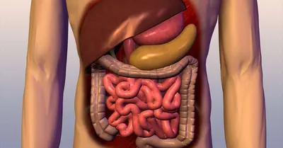 Тонкая кишка у женщин оказалась длиннее, чем у мужчин