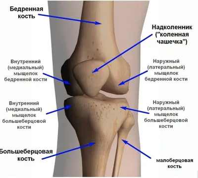 Строение коленного сустава