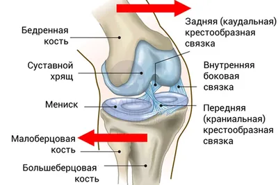 Коленный сустав — Травмаорто