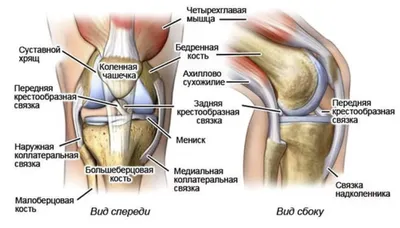 Строение коленного сустава