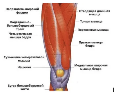 Строение коленного сустава