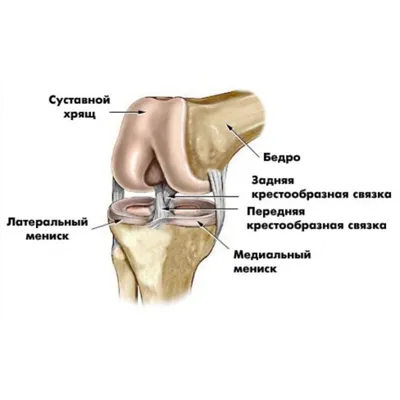 Анатомия Колена — стоковая векторная графика и другие изображения на тему  Колено - Колено, Связка - анатомический термин, Сухожилие - iStock