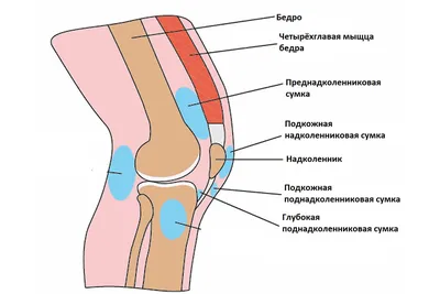 Болит колено. Почему? Чем лечить? | Ариадна центр доктора Очеретиной | Дзен