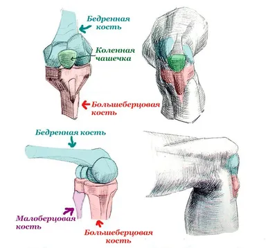 Строение коленного сустава