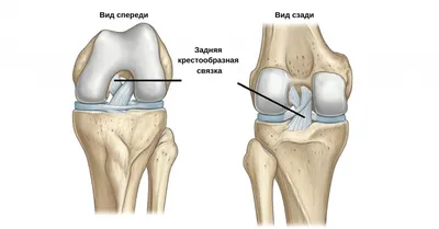 Черно-белая рука стойки человека боль в колене уловленная колена  изображения. Понятия здоровья Стоковое Фото - изображение насчитывающей  микстура, рука: 185642792