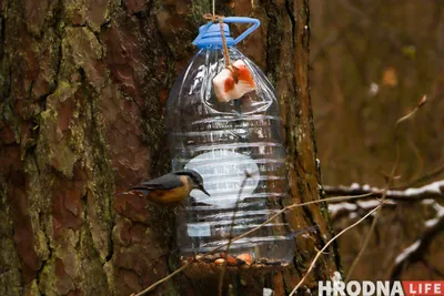 Более тысячи кормушек развесили в Ярославской области участники акции  «Покормите птиц зимой»- Яррег - новости Ярославской области