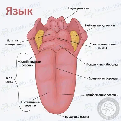 Прыщ На Языке 9 Причин Как Убрать ЛюмиДент