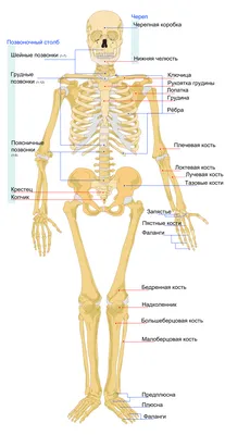 Фото костей человека