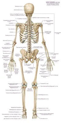 Кости скелета человека. | Торри К | Дзен