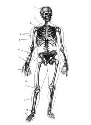 Скелет сзади с названиями костей | ร่างกาย, ร่างกายมนุษย์, กายวิภาคศาสตร์
