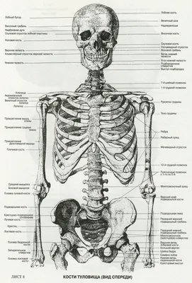 Костная система человека | Про Науку | Дзен