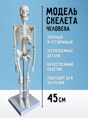 Уникальные экспонаты из костей человека выставили в музее Гродекова (ФОТО)  — Новости Хабаровска