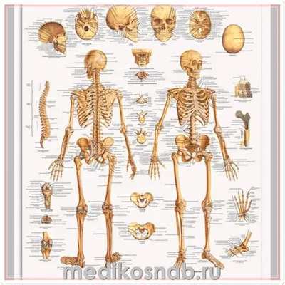 Скелет человека / Human skeleton. Анатомия костной системы / Anatomy of the  bone system - YouTube