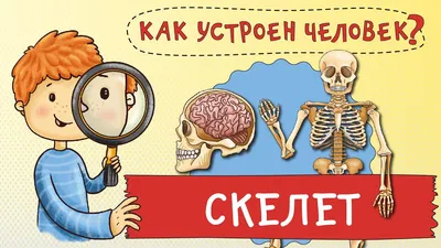 Скелет человека on Behance | Anatomy sculpture, Anatomy art, Human skeleton