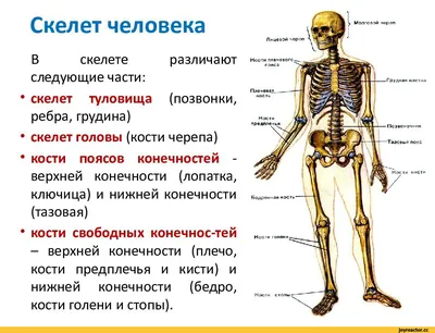 Кости рисунок - 39 фото