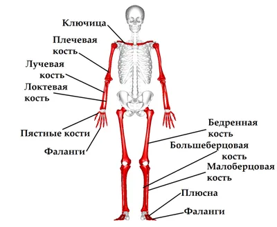 PPT - Кости человека PowerPoint Presentation, free download - ID:4535345