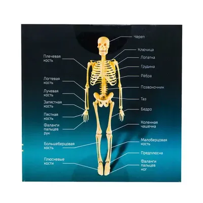 Скелет человека 170см купить – цена от ElizLabs