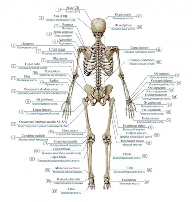 Кости человека рисунок - 42 фото