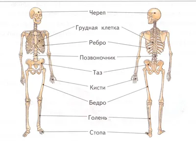 Картинки кость человека (44 фото) » Картинки, раскраски и трафареты для  всех - Klev.CLUB