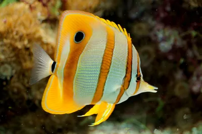 Самые красивые виды золотых рыбок - YouTube